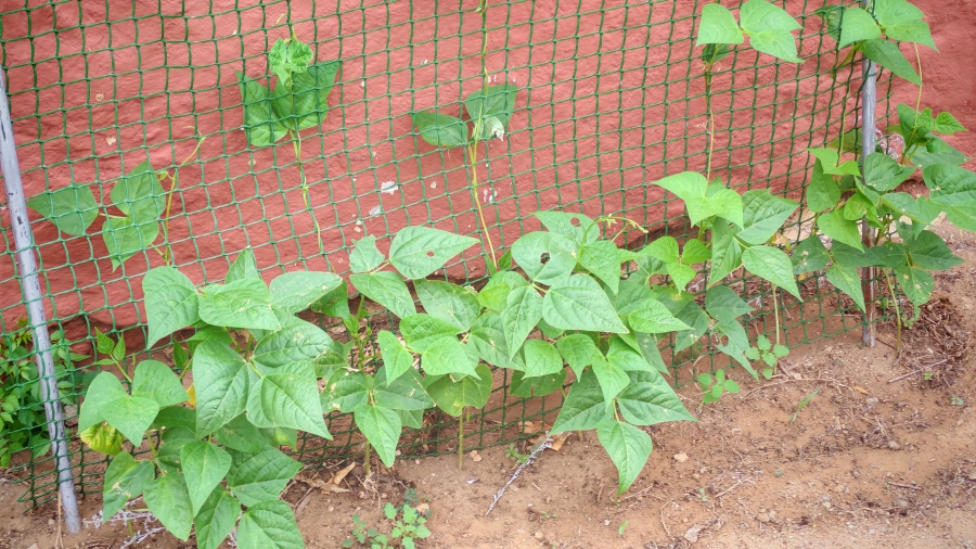 3 Bedroom Property for Sale in Cradock Eastern Cape